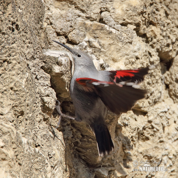 Wallcreeper (Tichodroma muraria)