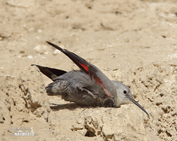 Wallcreeper (Tichodroma muraria)