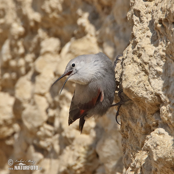 Wallcreeper (Tichodroma muraria)