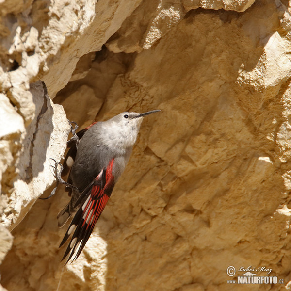 Wallcreeper (Tichodroma muraria)