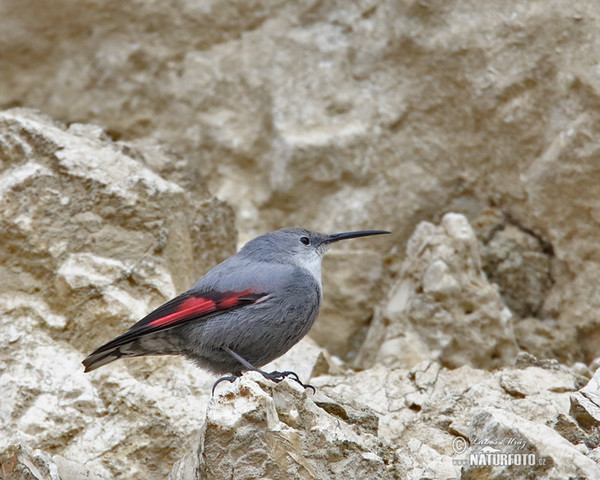 Wallcreeper (Tichodroma muraria)