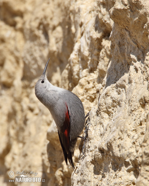 Wallcreeper (Tichodroma muraria)