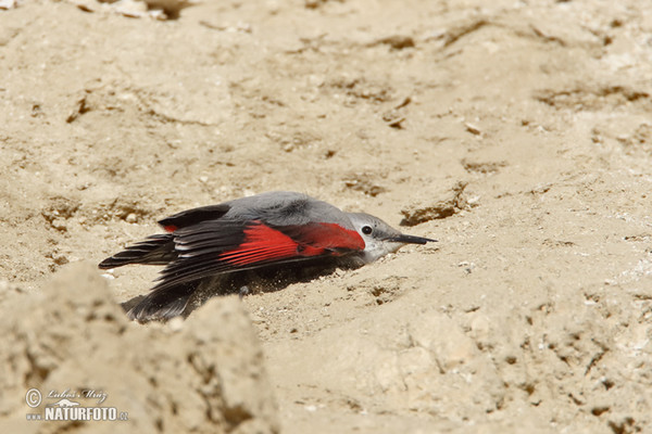 Wallcreeper (Tichodroma muraria)