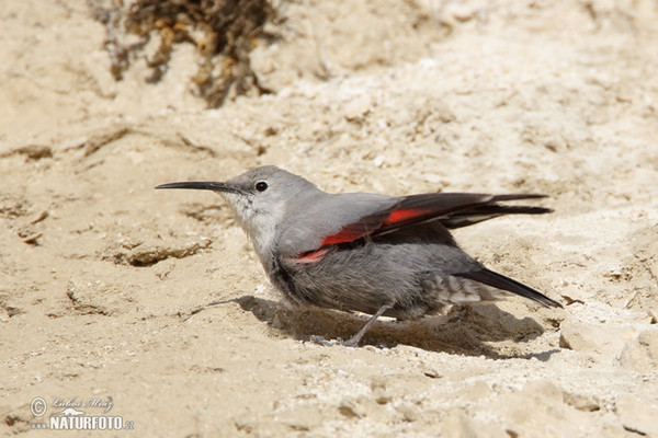 Wallcreeper (Tichodroma muraria)