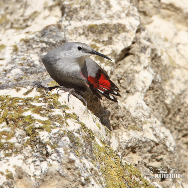 Wallcreeper (Tichodroma muraria)