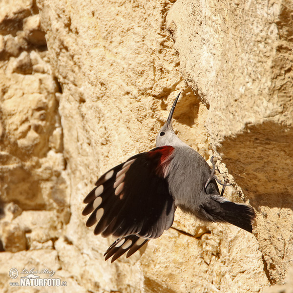 Wallcreeper (Tichodroma muraria)