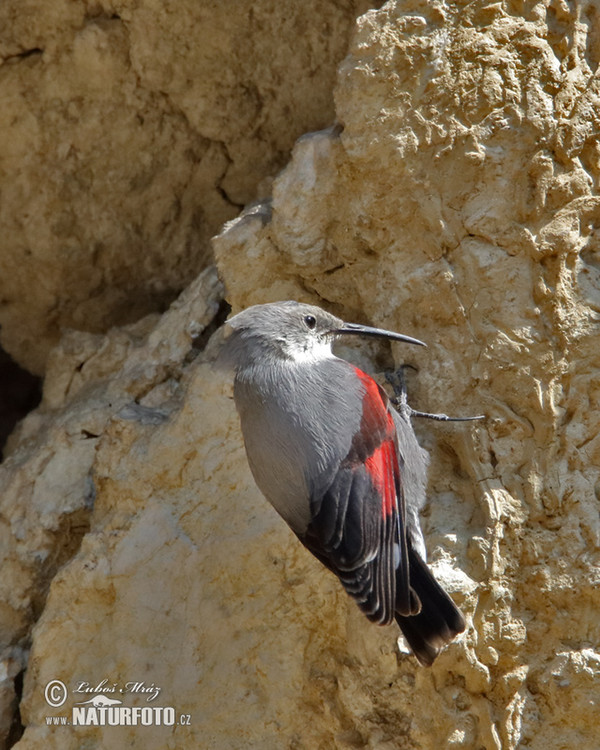 Wallcreeper (Tichodroma muraria)