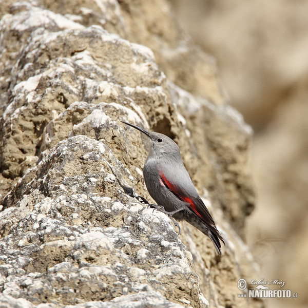 Wallcreeper (Tichodroma muraria)