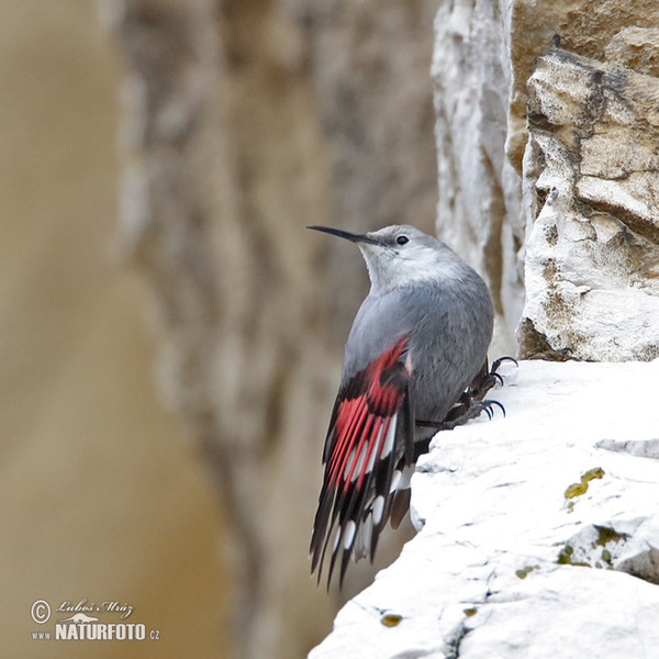 Wallcreeper (Tichodroma muraria)