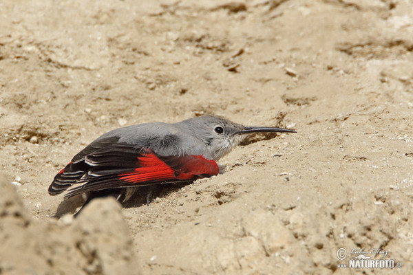 Wallcreeper (Tichodroma muraria)