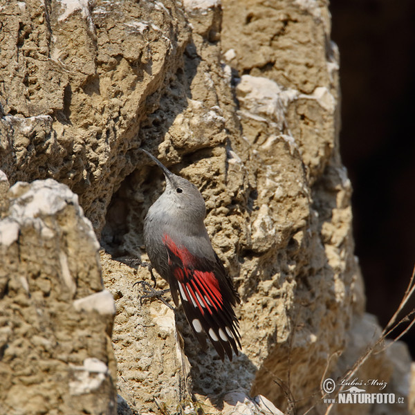 Wallcreeper (Tichodroma muraria)