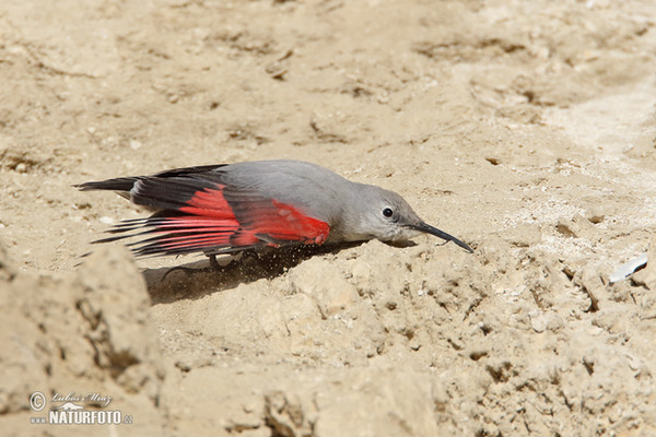 Wallcreeper (Tichodroma muraria)