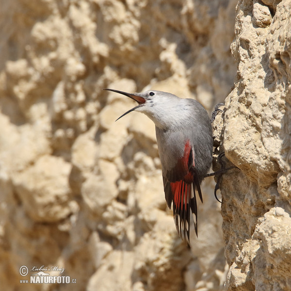 Wallcreeper (Tichodroma muraria)