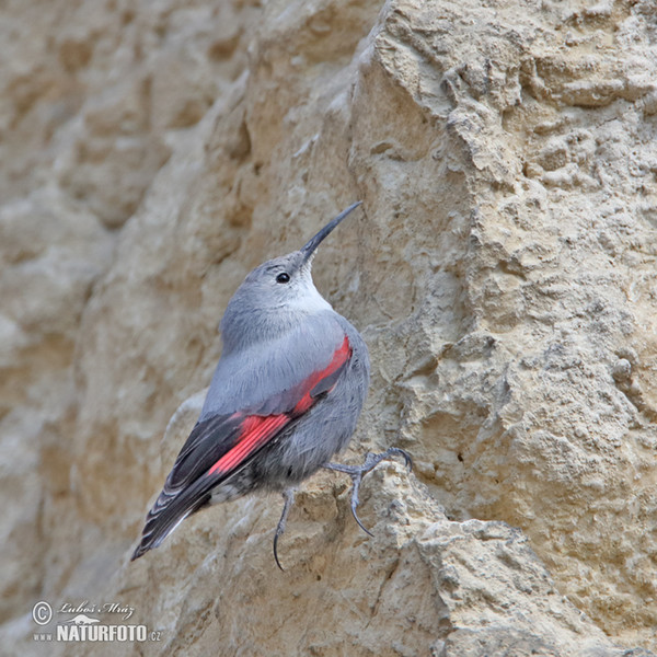 Wallcreeper (Tichodroma muraria)