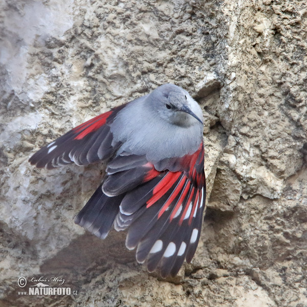 Wallcreeper (Tichodroma muraria)