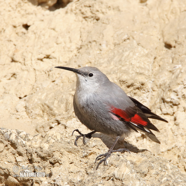 Wallcreeper (Tichodroma muraria)