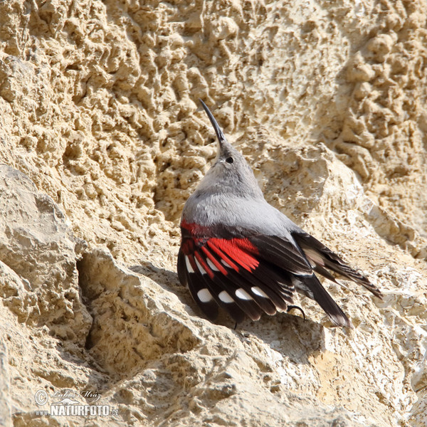 Wallcreeper (Tichodroma muraria)