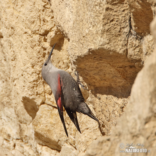 Wallcreeper (Tichodroma muraria)