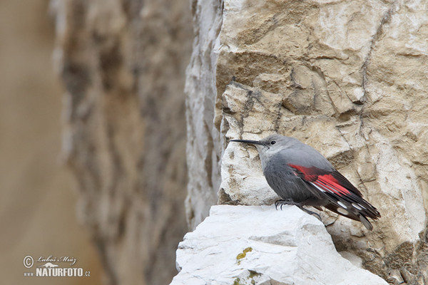 Wallcreeper (Tichodroma muraria)