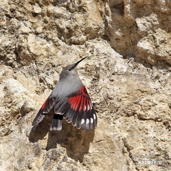 Wallcreeper (Tichodroma muraria)