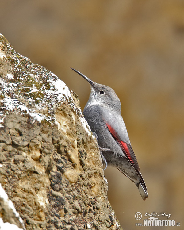 Wallcreeper (Tichodroma muraria)