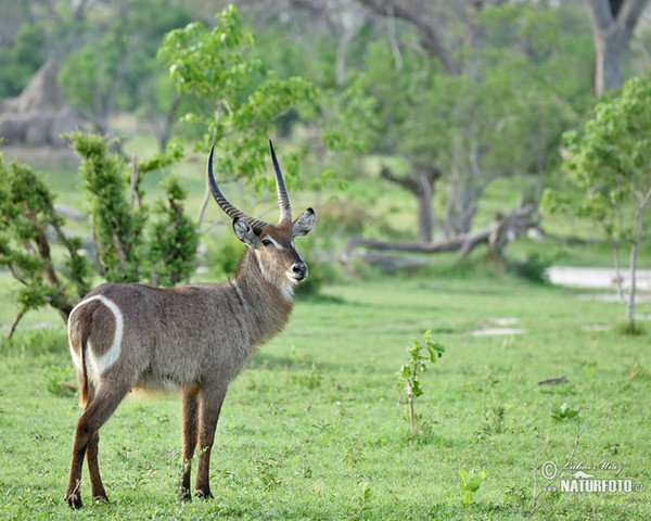 Water Buck (Kobus ellipsiprymnus ellipsiprymnus)