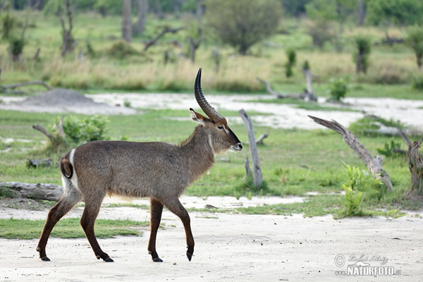 Water Buck (Kobus ellipsiprymnus ellipsiprymnus)