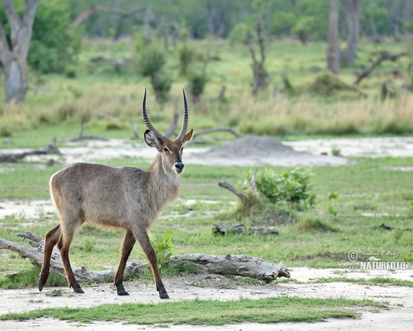 Water Buck (Kobus ellipsiprymnus ellipsiprymnus)