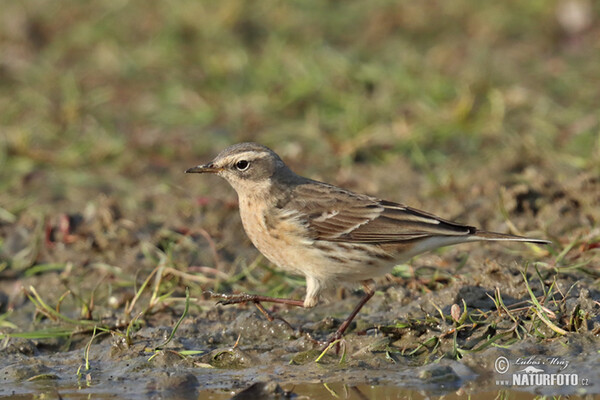 Water Pipit (Anthus spinoletta)