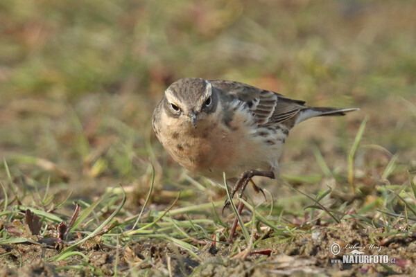 Water Pipit (Anthus spinoletta)