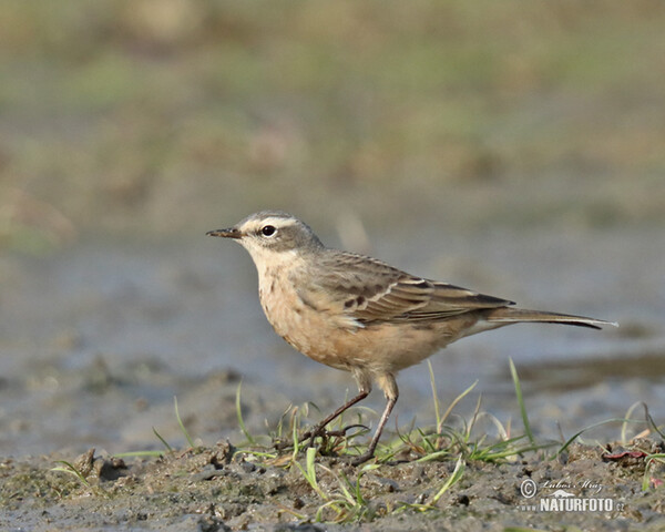 Water Pipit (Anthus spinoletta)