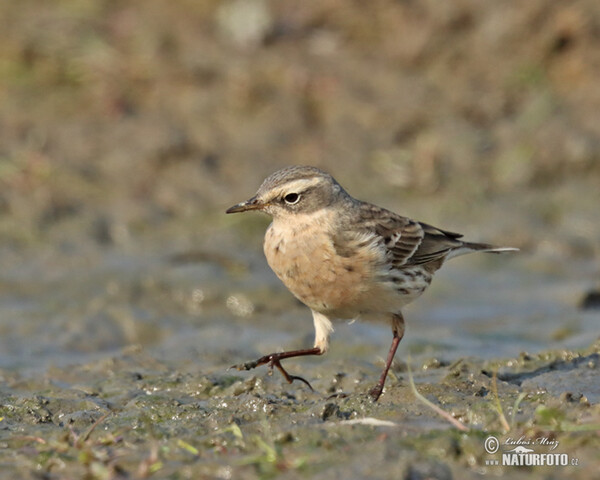 Water Pipit (Anthus spinoletta)