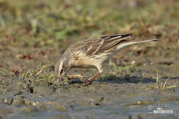 Water Pipit (Anthus spinoletta)