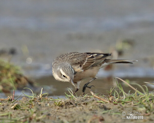 Water Pipit (Anthus spinoletta)