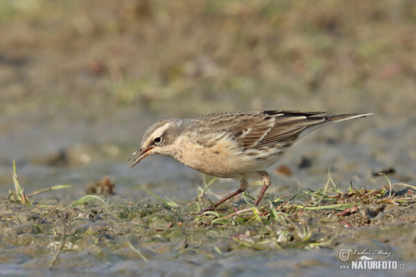 Water Pipit (Anthus spinoletta)