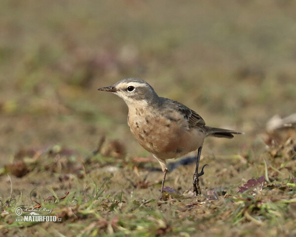 Water Pipit (Anthus spinoletta)