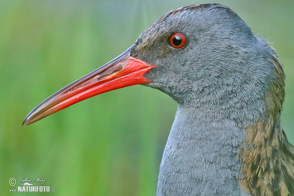 Water Rail (Rallus aquaticus)