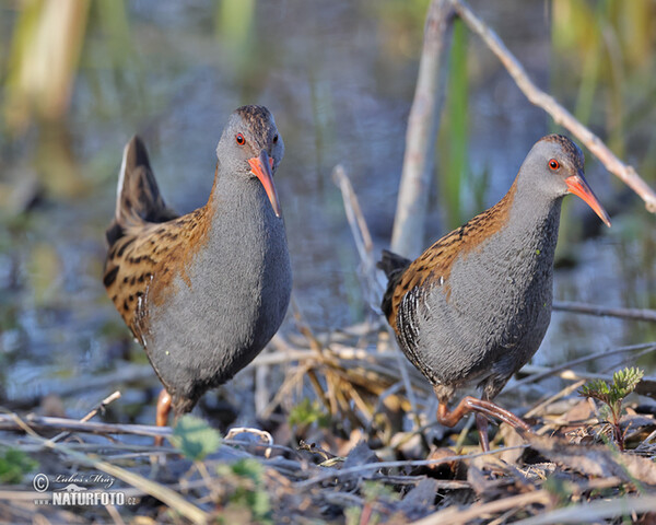 Water Rail (Rallus aquaticus)