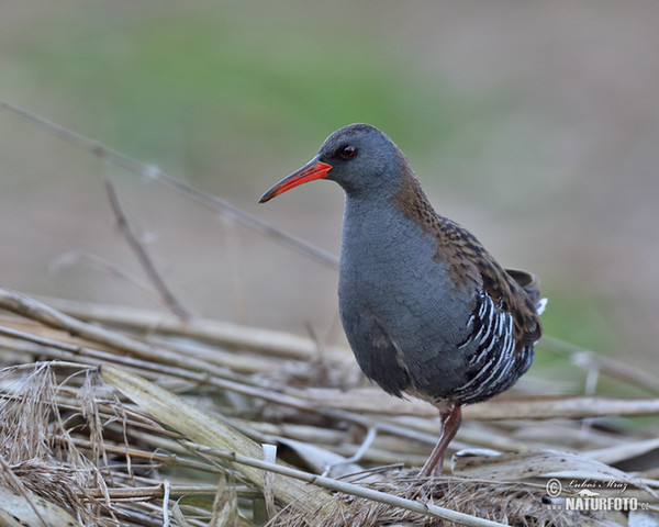 Water Rail (Rallus aquaticus)