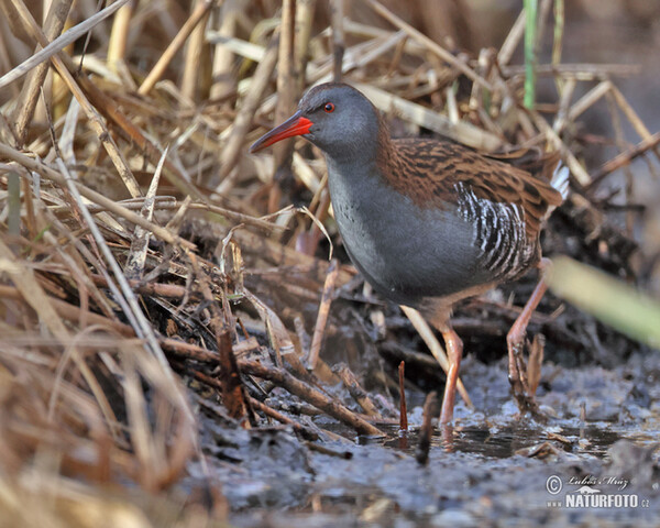 Water Rail (Rallus aquaticus)