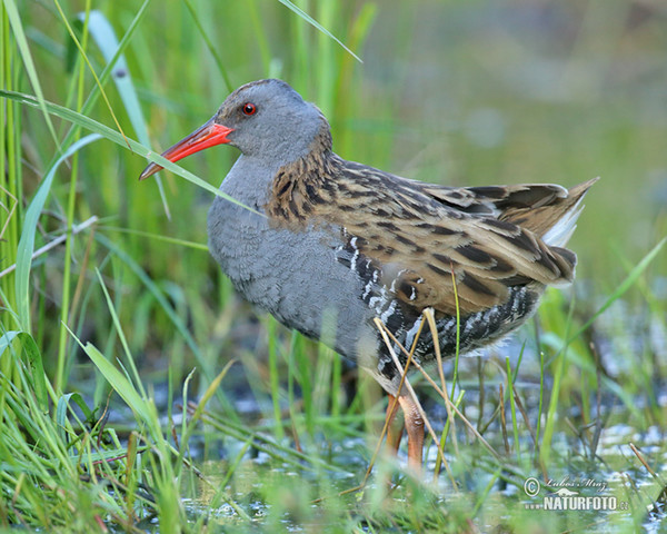 Water Rail (Rallus aquaticus)