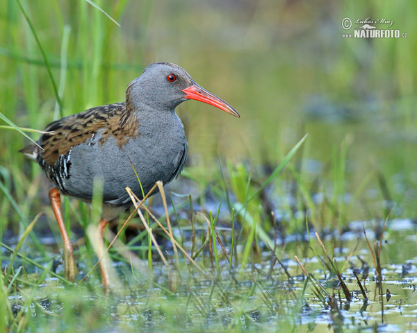 Water Rail (Rallus aquaticus)