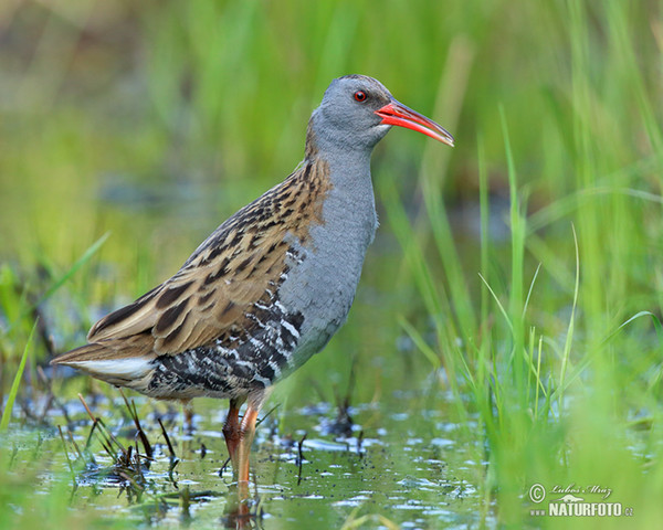 Water Rail (Rallus aquaticus)