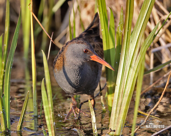 Water Rail (Rallus aquaticus)