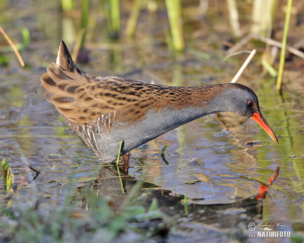 Water Rail (Rallus aquaticus)