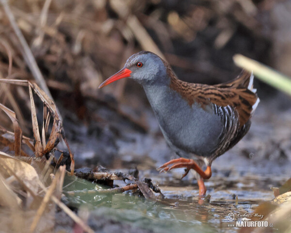 Water Rail (Rallus aquaticus)