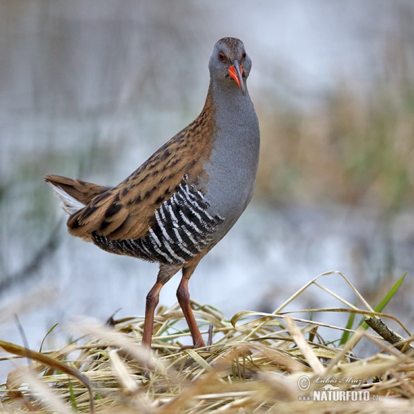 Water Rail (Rallus aquaticus)