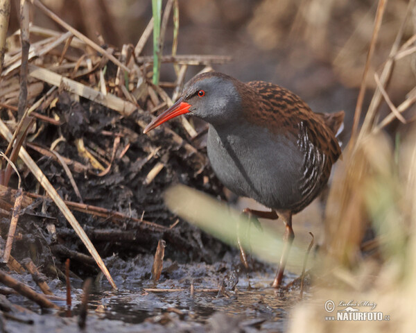 Water Rail (Rallus aquaticus)