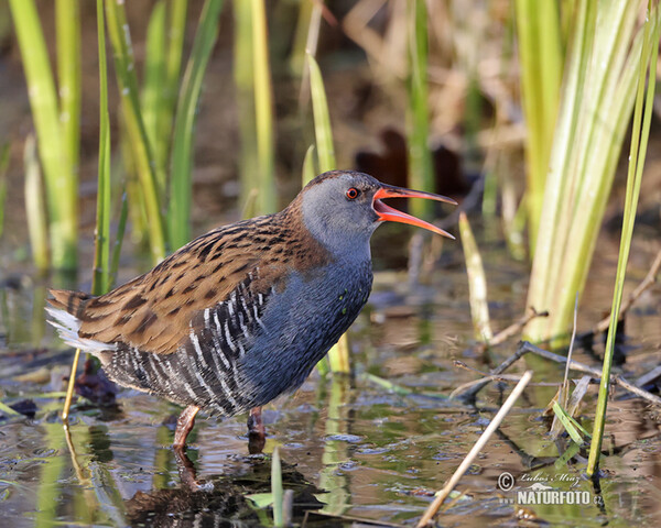 Water Rail (Rallus aquaticus)