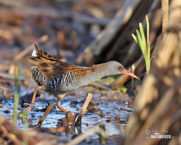 Water Rail (Rallus aquaticus)